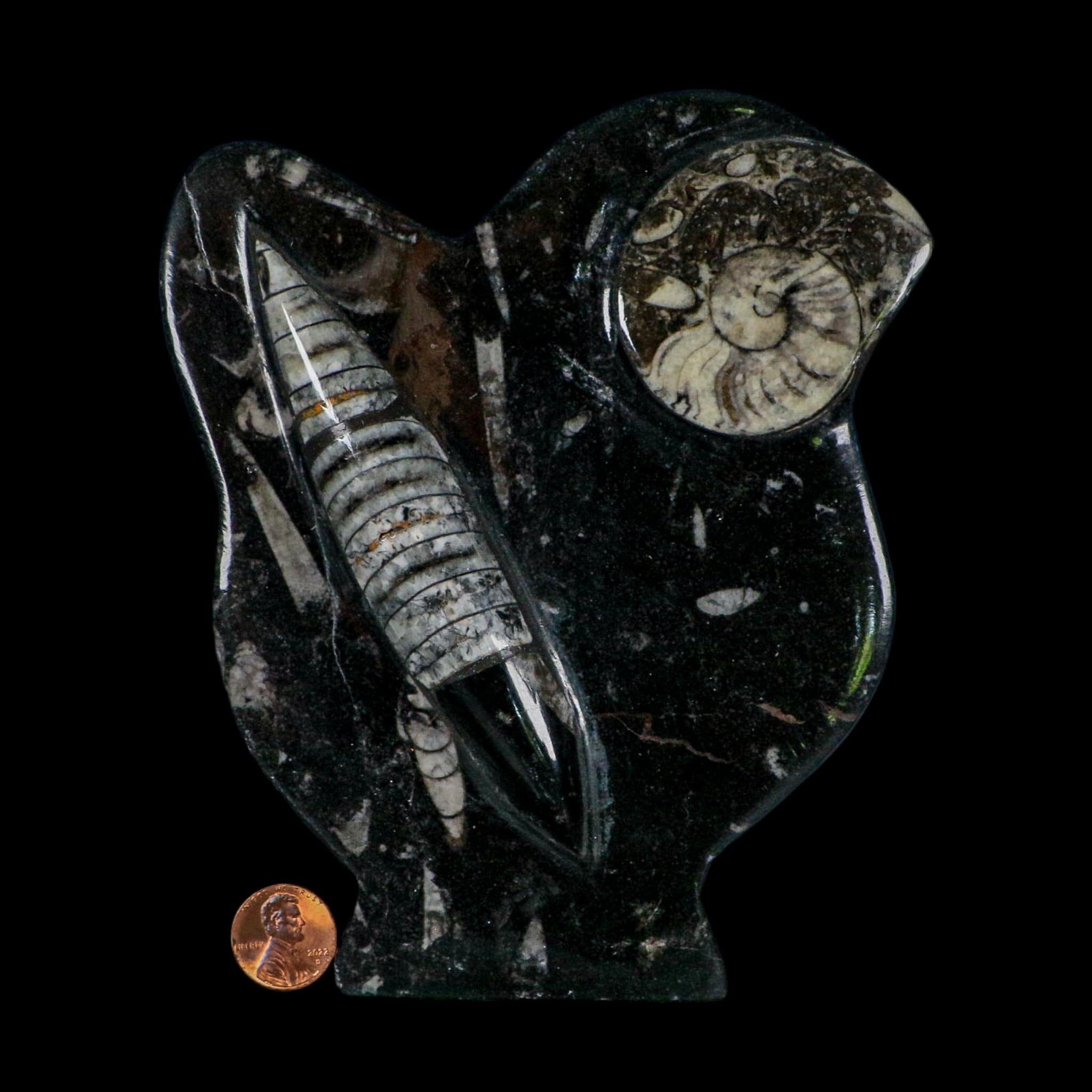 6.2" Orthoceras And Goniatite Ammonite Fossil Display Erfoud Morocco Devonian Age
