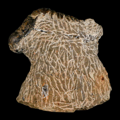 2.4" Crotalocephalus Gibbus Trilobite Fossil Morocco Devonian Age 400 Mil Yrs Old COA - Fossil Age Minerals