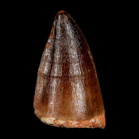 1.9" Mosasaur Prognathodon Fossil Tooth Cretaceous Dinosaur Era COA & Stand