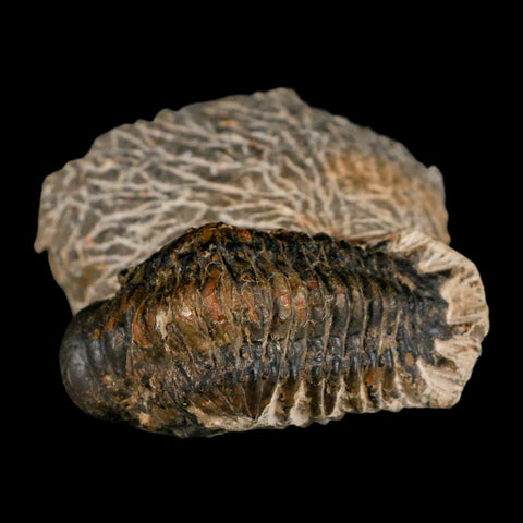 2.4" Crotalocephalus Gibbus Trilobite Fossil Morocco Devonian Age 400 Mil Yrs Old COA - Fossil Age Minerals