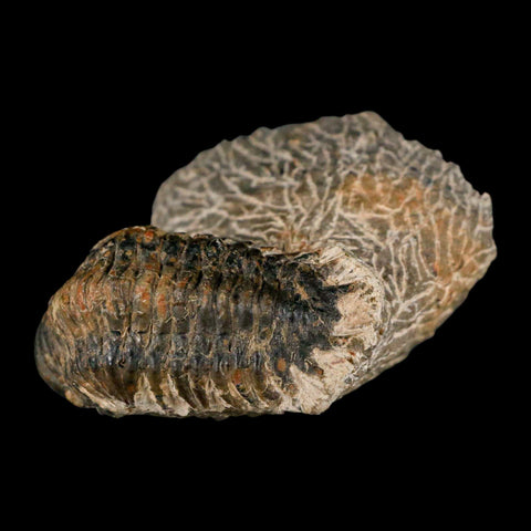 2.4" Crotalocephalus Gibbus Trilobite Fossil Morocco Devonian Age 400 Mil Yrs Old COA - Fossil Age Minerals
