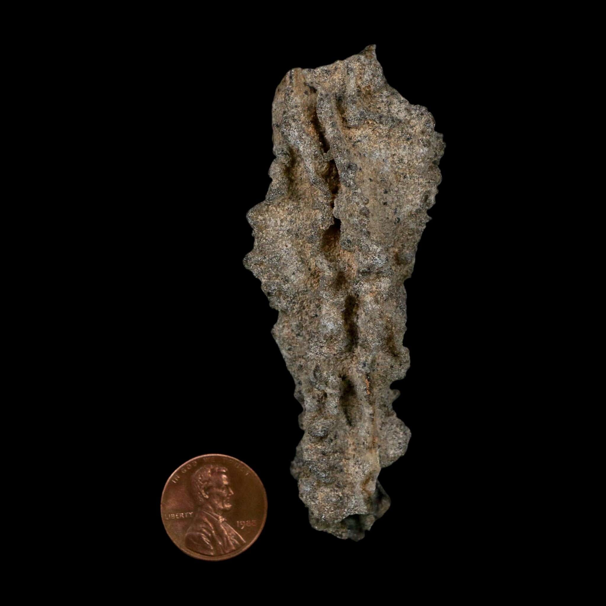 3.5" Fulgurite Petrified Lightning Strike Glass Sahara Desert Algeria - Fossil Age Minerals