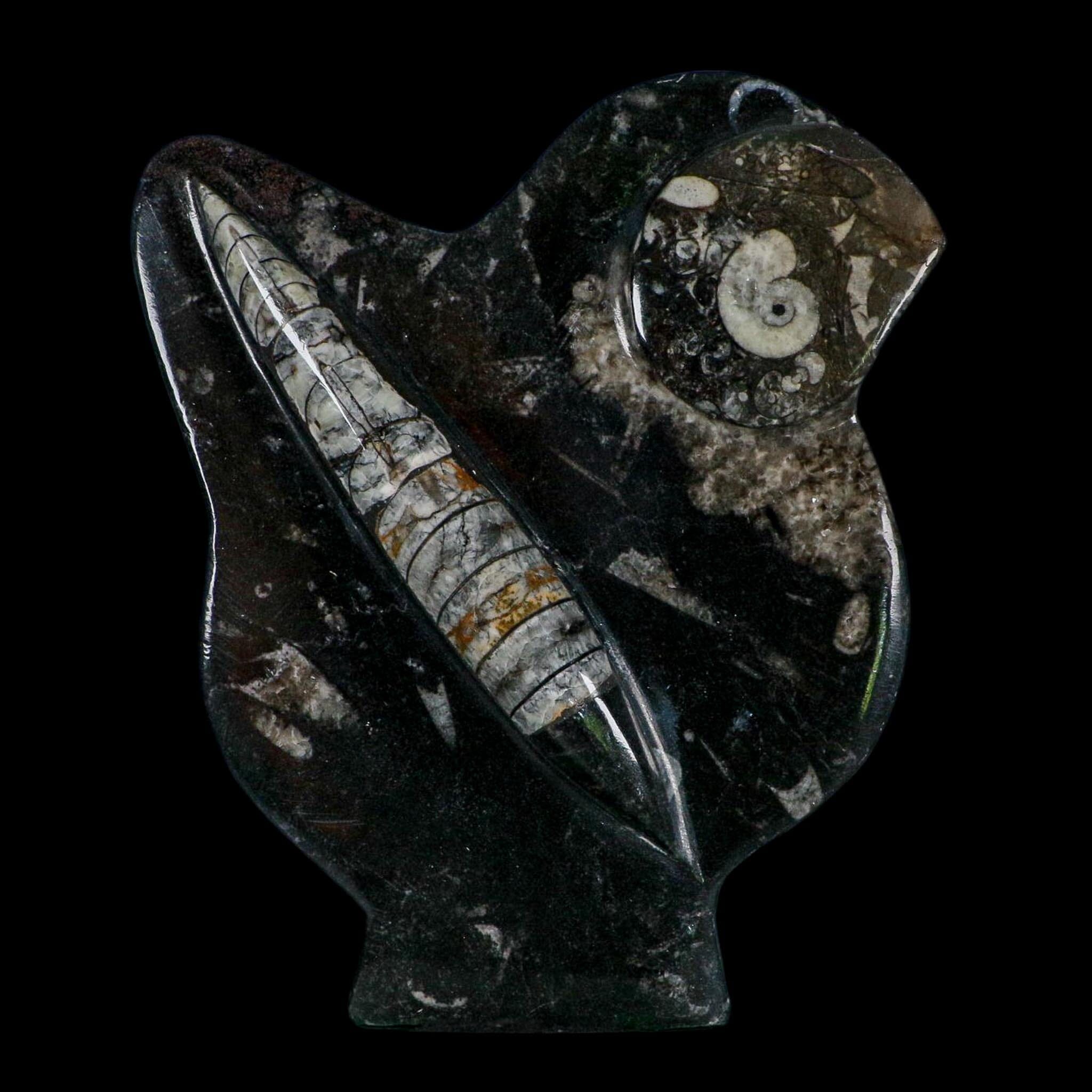 6.1" Orthoceras And Goniatite Ammonite Fossil Display Erfoud Morocco Devonian Age