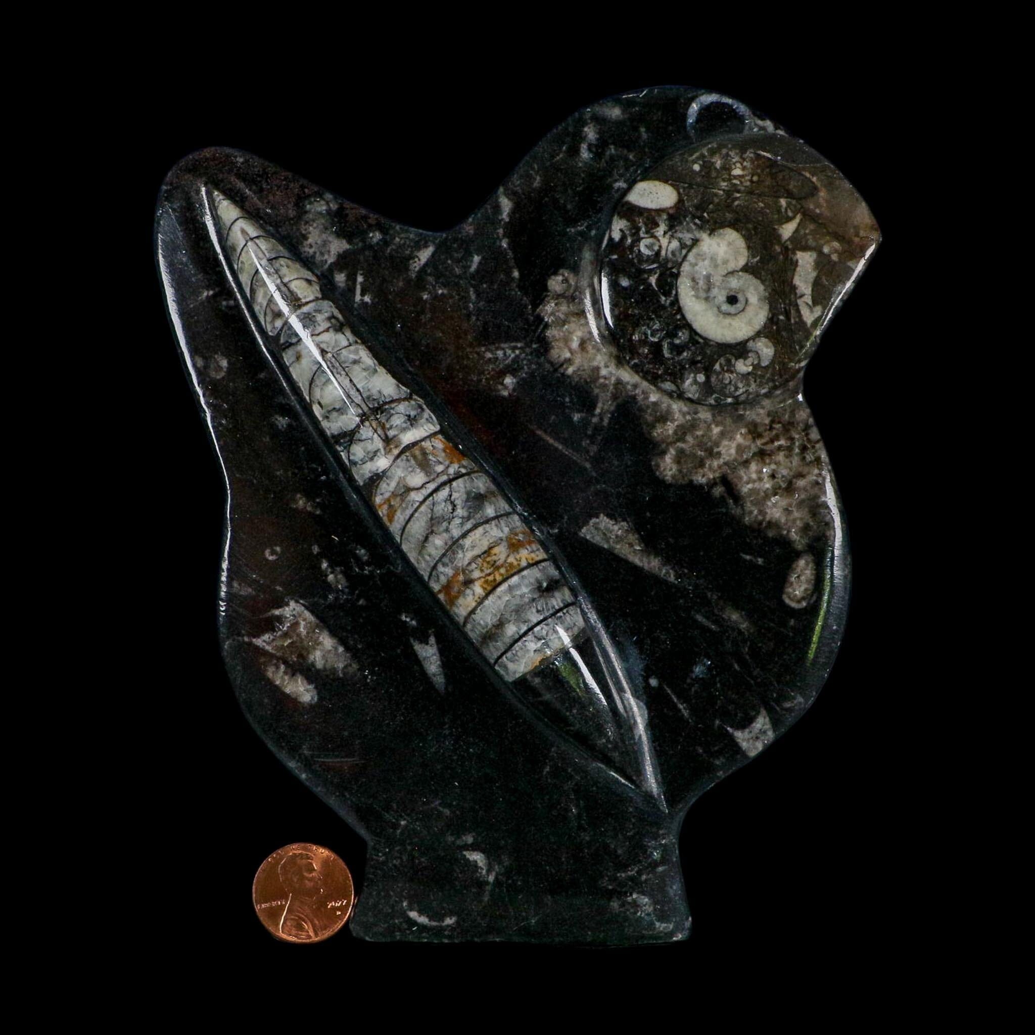6.1" Orthoceras And Goniatite Ammonite Fossil Display Erfoud Morocco Devonian Age
