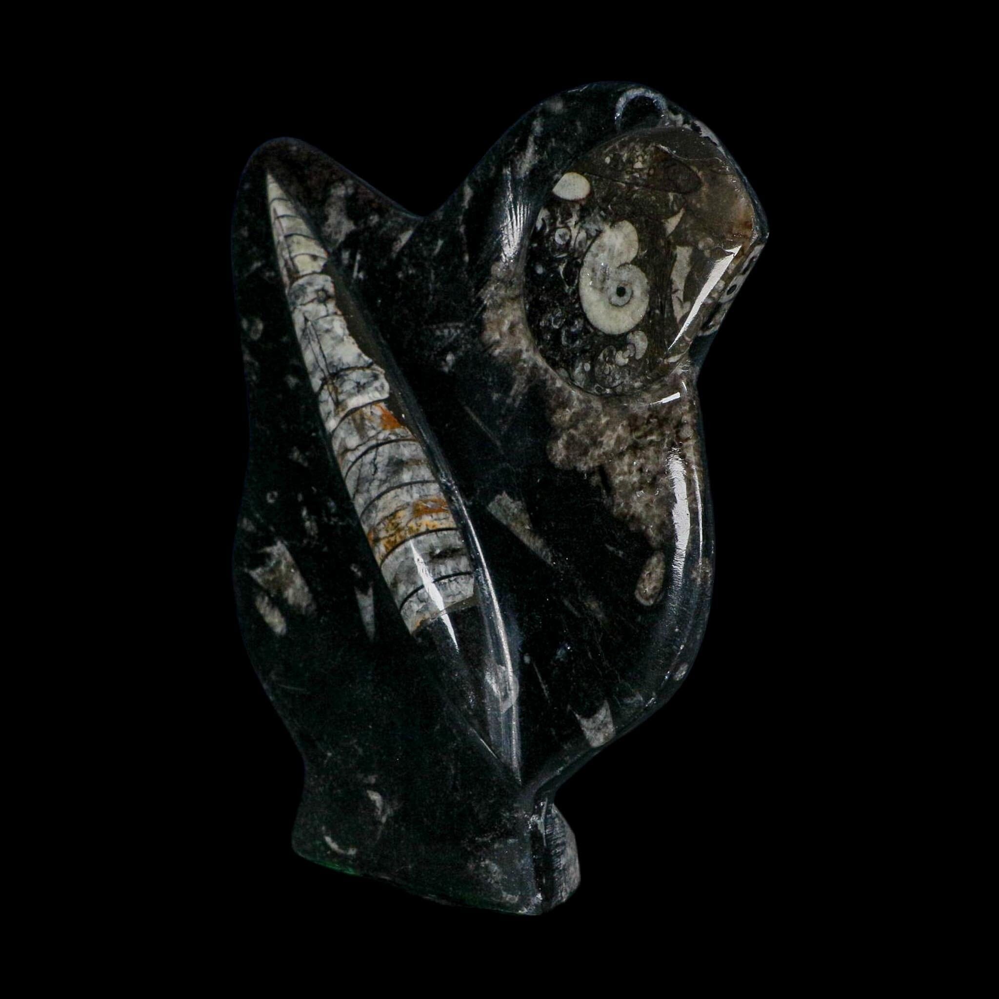 6.1" Orthoceras And Goniatite Ammonite Fossil Display Erfoud Morocco Devonian Age
