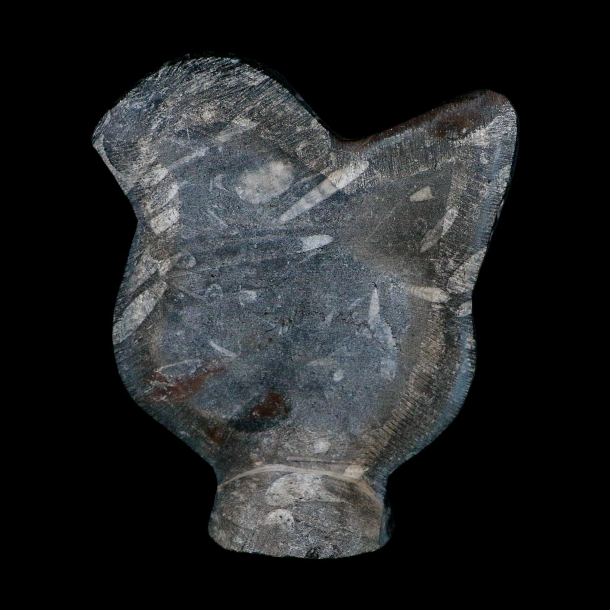 6.1" Orthoceras And Goniatite Ammonite Fossil Display Erfoud Morocco Devonian Age