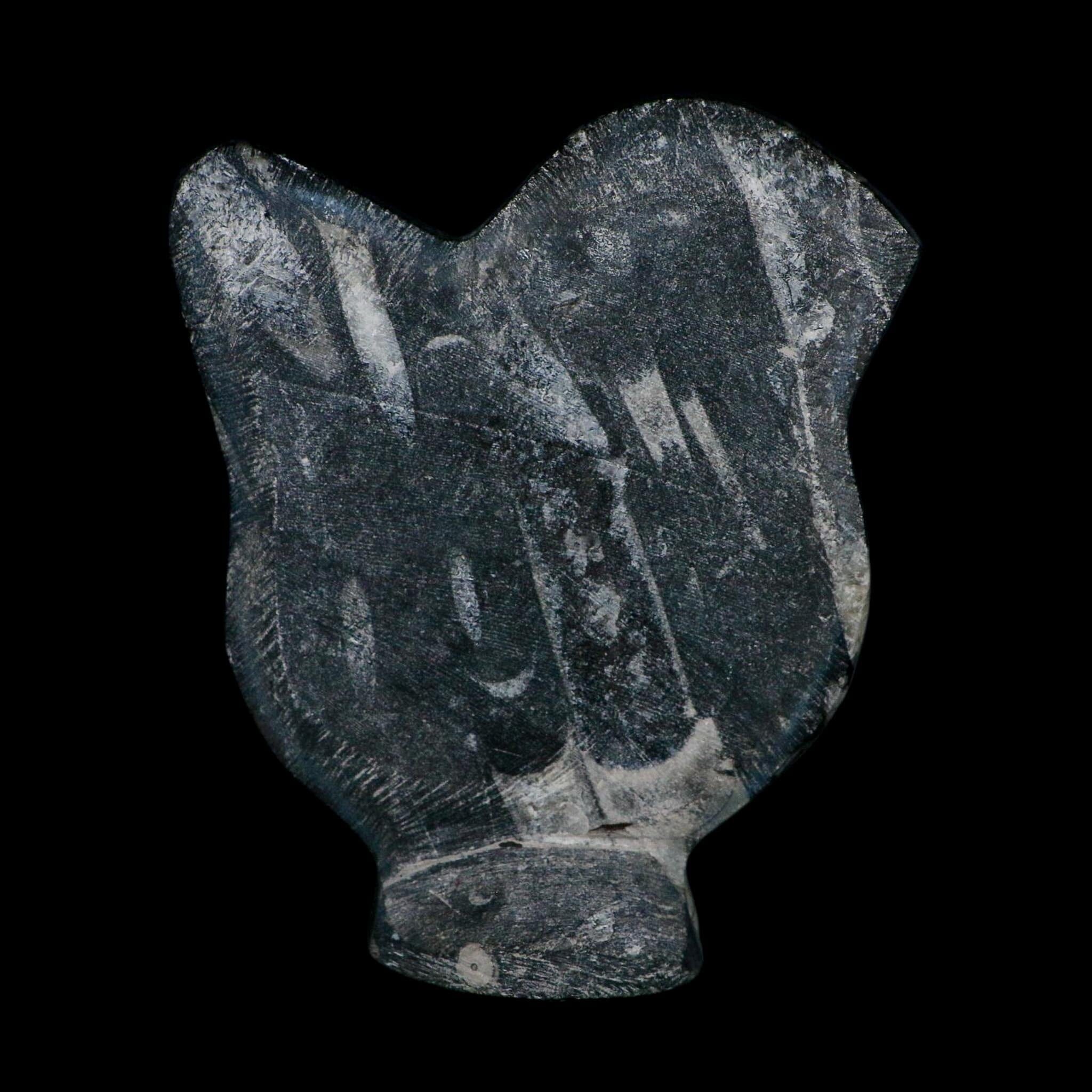6.2" Orthoceras And Goniatite Ammonite Fossil Display Erfoud Morocco Devonian Age