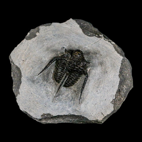 1.3" Cyphaspis Otarion Spiny Trilobite Fossil Devonian Age 400 Mil Yrs Old COA - Fossil Age Minerals