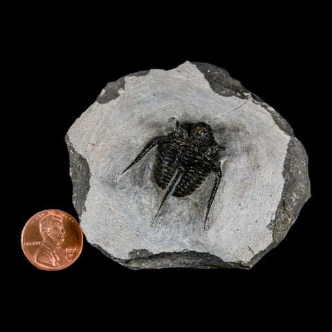 1.3" Cyphaspis Otarion Spiny Trilobite Fossil Devonian Age 400 Mil Yrs Old COA - Fossil Age Minerals