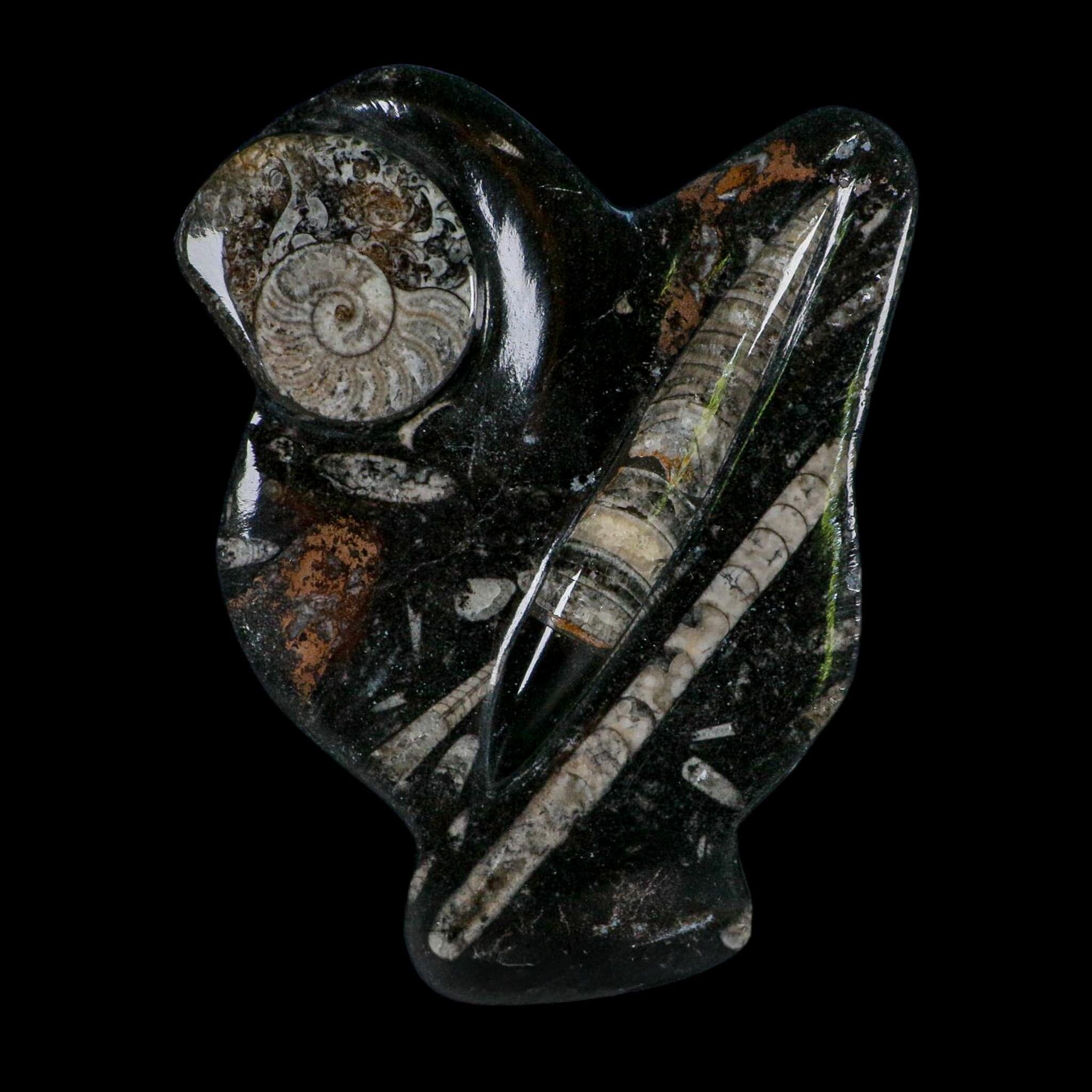 6.2" Orthoceras And Goniatite Ammonite Fossil Display Erfoud Morocco Devonian Age