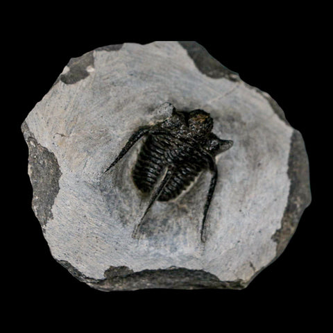 1.3" Cyphaspis Otarion Spiny Trilobite Fossil Devonian Age 400 Mil Yrs Old COA - Fossil Age Minerals