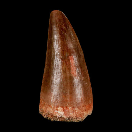 XL 2.1"  Mosasaur Prognathodon Fossil Tooth Cretaceous Dinosaur Era COA & Stand