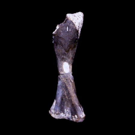 Captorhinus Aguti Fossil Femur Bone Permian Age Reptile 299 Mil Yrs Old Display COA