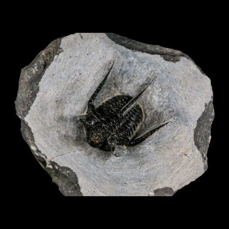 1.3" Cyphaspis Otarion Spiny Trilobite Fossil Devonian Age 400 Mil Yrs Old COA