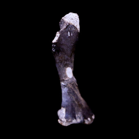 Captorhinus Aguti Fossil Femur Bone Permian Age Reptile 299 Mil Yrs Old Display COA