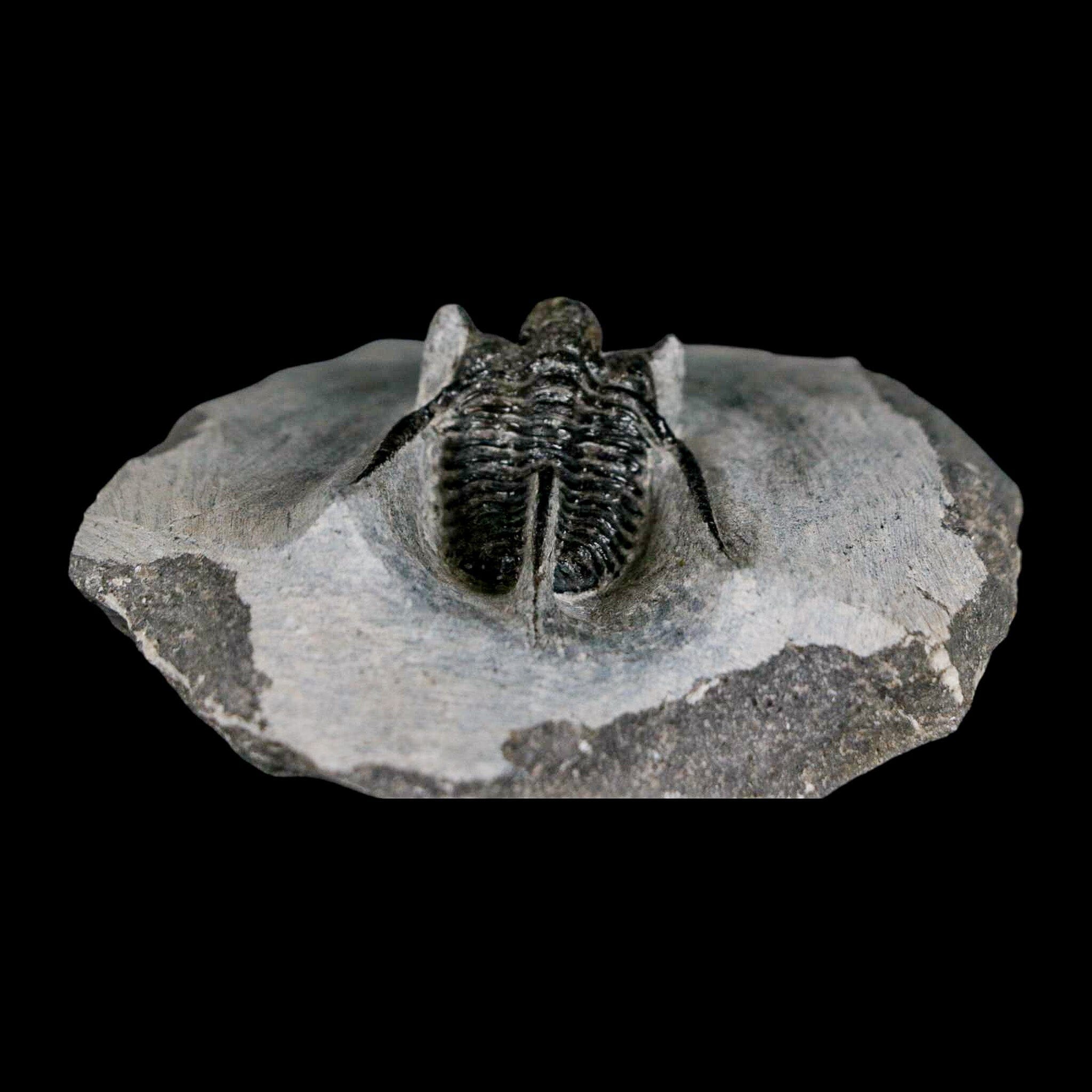 1.3" Cyphaspis Otarion Spiny Trilobite Fossil Devonian Age 400 Mil Yrs Old COA - Fossil Age Minerals
