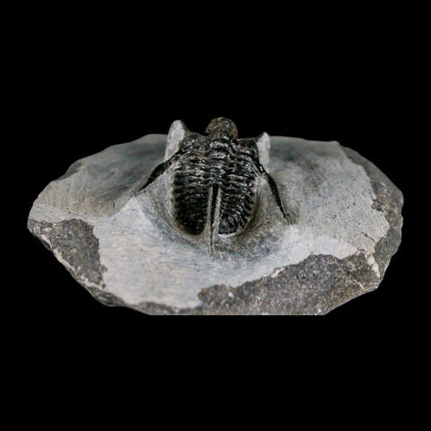 1.3" Cyphaspis Otarion Spiny Trilobite Fossil Devonian Age 400 Mil Yrs Old COA - Fossil Age Minerals