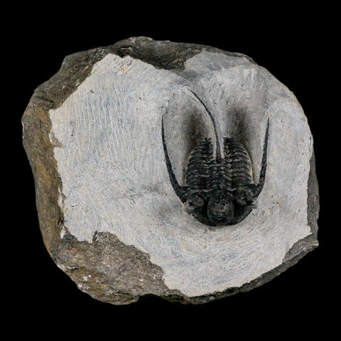 1.4" Cyphaspis Otarion Spiny Trilobite Fossil Devonian Age 400 Mil Yrs Old COA - Fossil Age Minerals