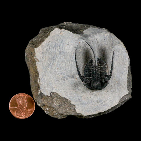 1.4" Cyphaspis Otarion Spiny Trilobite Fossil Devonian Age 400 Mil Yrs Old COA - Fossil Age Minerals