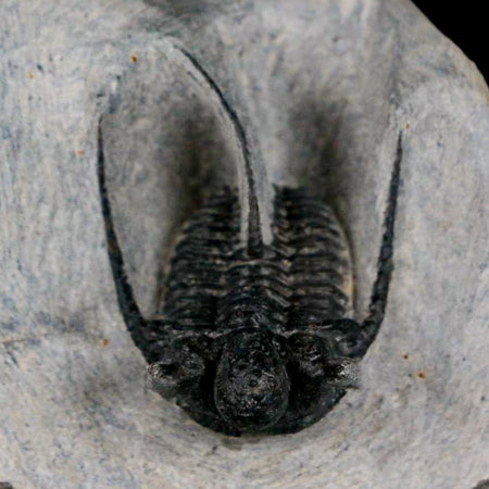 1.4" Cyphaspis Otarion Spiny Trilobite Fossil Devonian Age 400 Mil Yrs Old COA