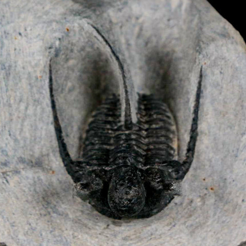 1.4" Cyphaspis Otarion Spiny Trilobite Fossil Devonian Age 400 Mil Yrs Old COA - Fossil Age Minerals
