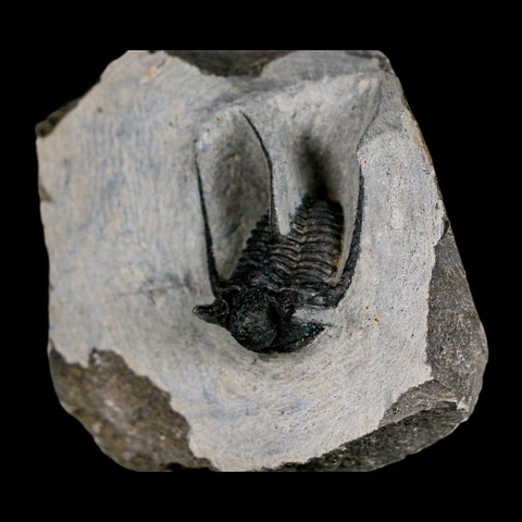 1.4" Cyphaspis Otarion Spiny Trilobite Fossil Devonian Age 400 Mil Yrs Old COA - Fossil Age Minerals
