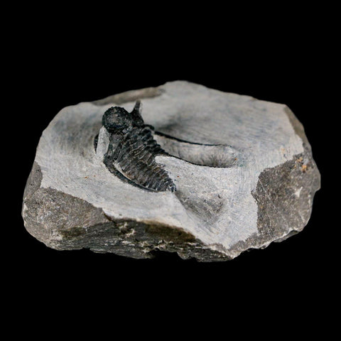 1.4" Cyphaspis Otarion Spiny Trilobite Fossil Devonian Age 400 Mil Yrs Old COA - Fossil Age Minerals