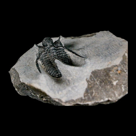 1.4" Cyphaspis Otarion Spiny Trilobite Fossil Devonian Age 400 Mil Yrs Old COA