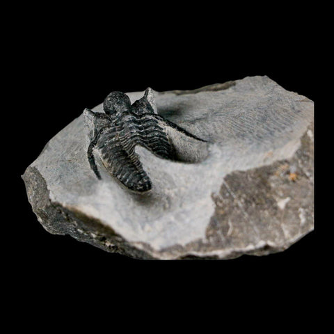 1.4" Cyphaspis Otarion Spiny Trilobite Fossil Devonian Age 400 Mil Yrs Old COA - Fossil Age Minerals