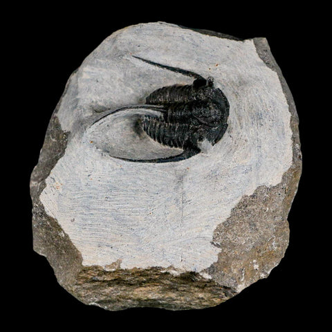 1.4" Cyphaspis Otarion Spiny Trilobite Fossil Devonian Age 400 Mil Yrs Old COA - Fossil Age Minerals