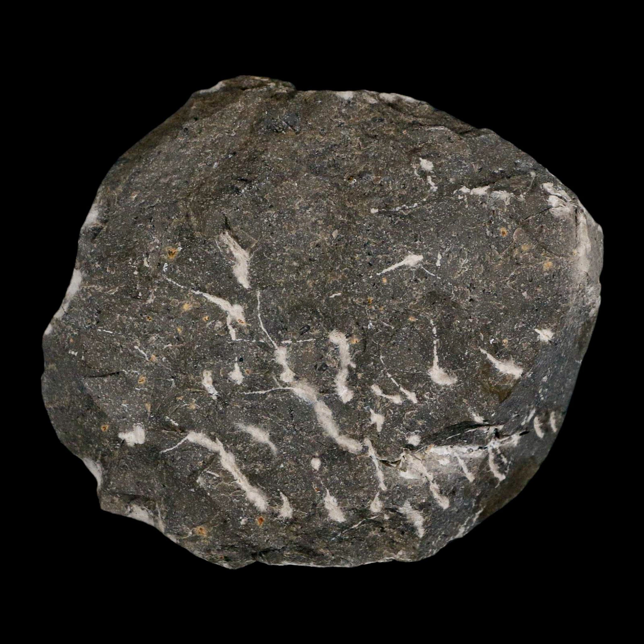 1.4" Cyphaspis Otarion Spiny Trilobite Fossil Devonian Age 400 Mil Yrs Old COA - Fossil Age Minerals