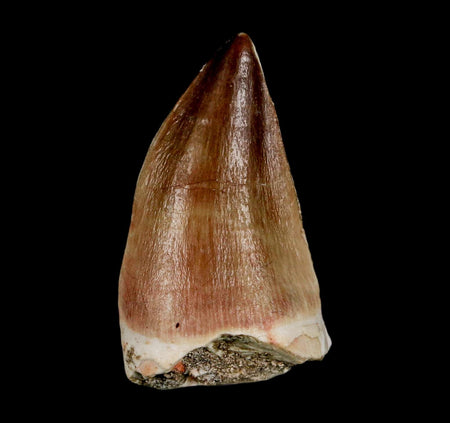 XL 2.1"  Mosasaur Prognathodon Fossil Tooth Cretaceous Dinosaur Era COA & Stand