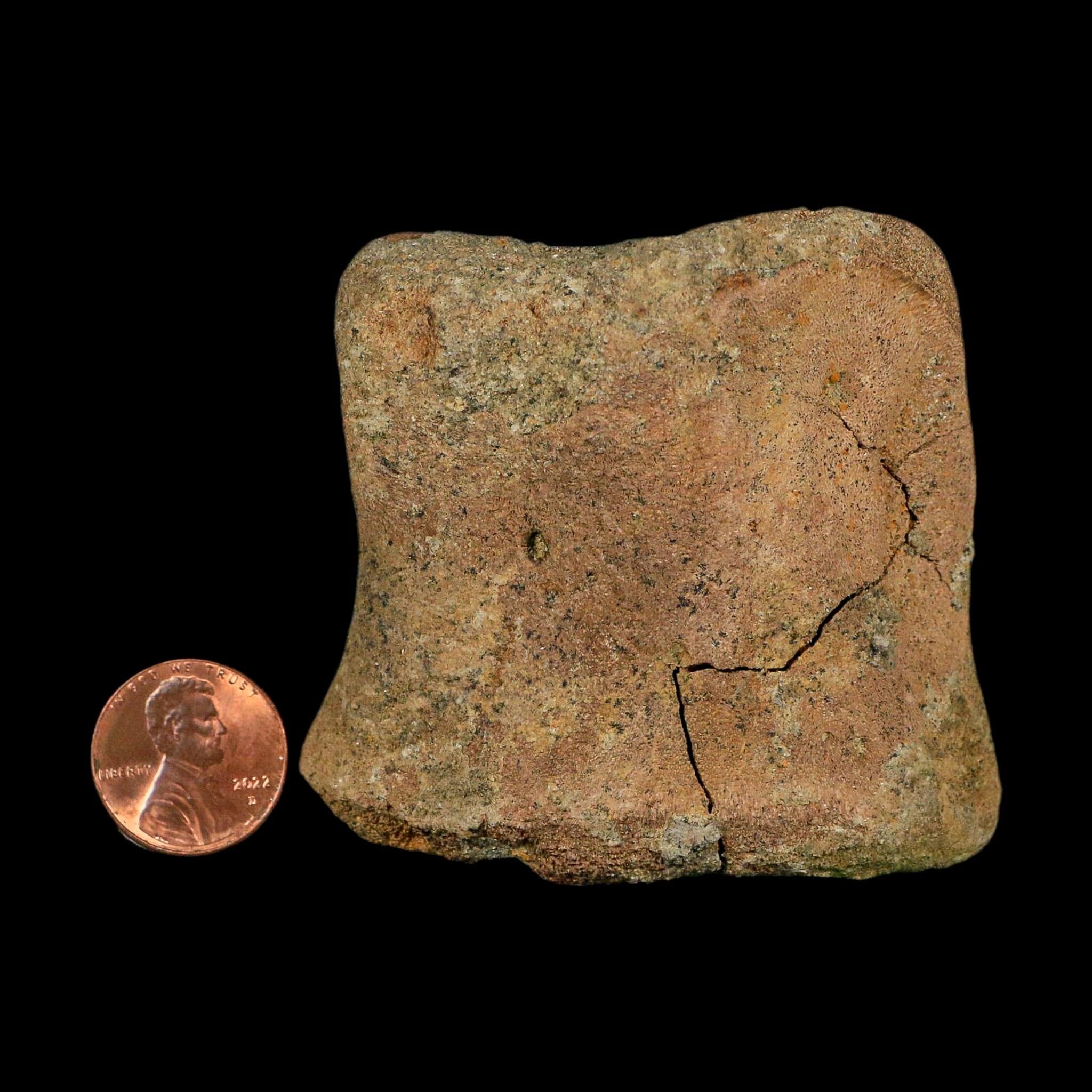 2.6" Edmontosaurus Hadrosaur Dinosaur Fossil Toe Bone Lance Creek FM WY COA