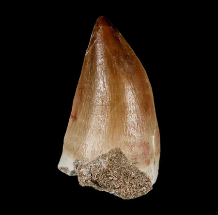 XL 2.1"  Mosasaur Prognathodon Fossil Tooth Cretaceous Dinosaur Era COA & Stand