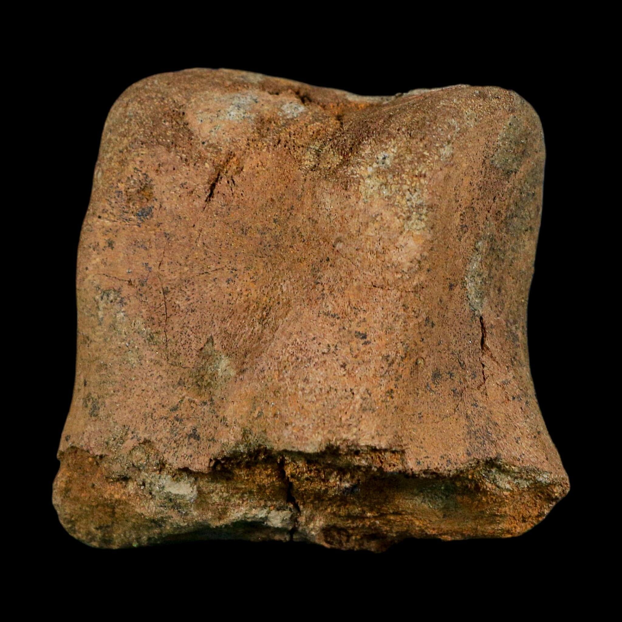 2.6" Edmontosaurus Hadrosaur Dinosaur Fossil Toe Bone Lance Creek FM WY COA