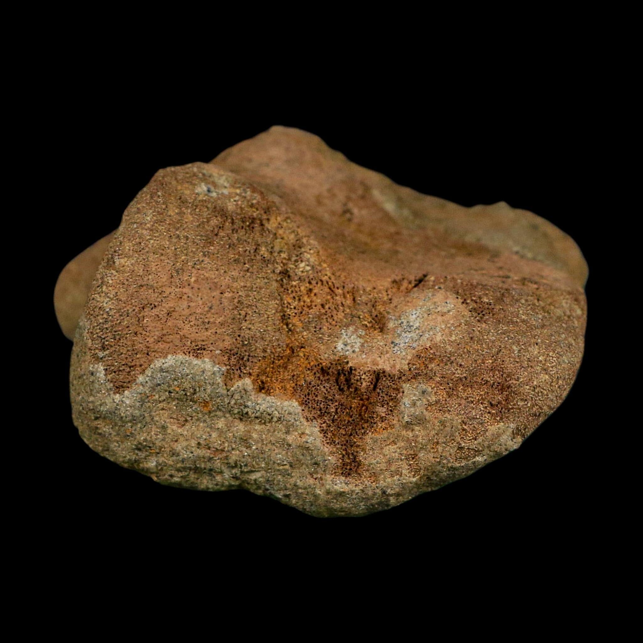 2.6" Edmontosaurus Hadrosaur Dinosaur Fossil Toe Bone Lance Creek FM WY COA