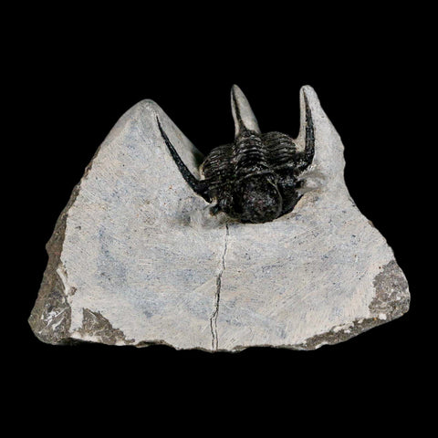 1.5" Cyphaspis Otarion Spiny Trilobite Fossil Devonian Age 400 Mil Yrs Old COA - Fossil Age Minerals