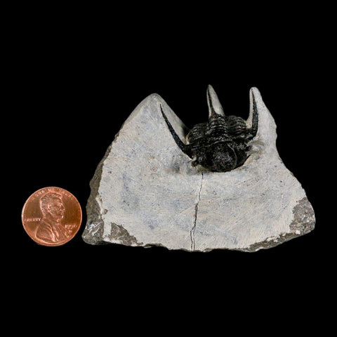 1.5" Cyphaspis Otarion Spiny Trilobite Fossil Devonian Age 400 Mil Yrs Old COA - Fossil Age Minerals