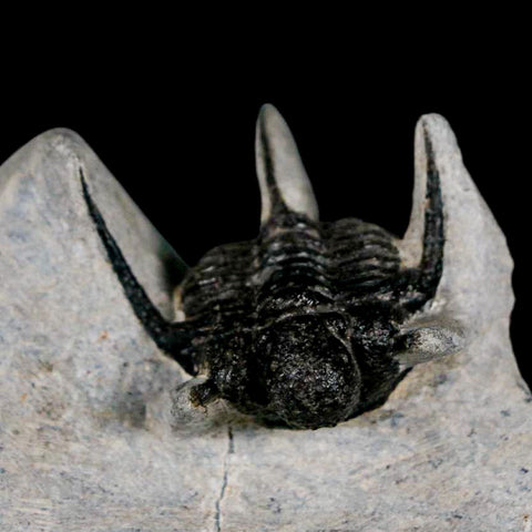 1.5" Cyphaspis Otarion Spiny Trilobite Fossil Devonian Age 400 Mil Yrs Old COA - Fossil Age Minerals