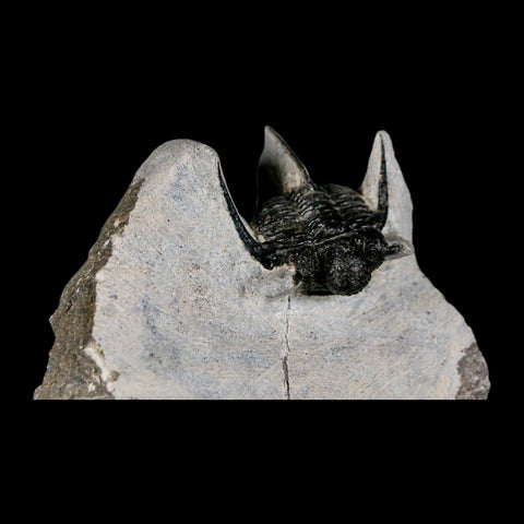 1.5" Cyphaspis Otarion Spiny Trilobite Fossil Devonian Age 400 Mil Yrs Old COA - Fossil Age Minerals