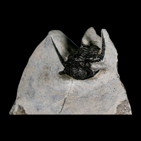 1.5" Cyphaspis Otarion Spiny Trilobite Fossil Devonian Age 400 Mil Yrs Old COA - Fossil Age Minerals