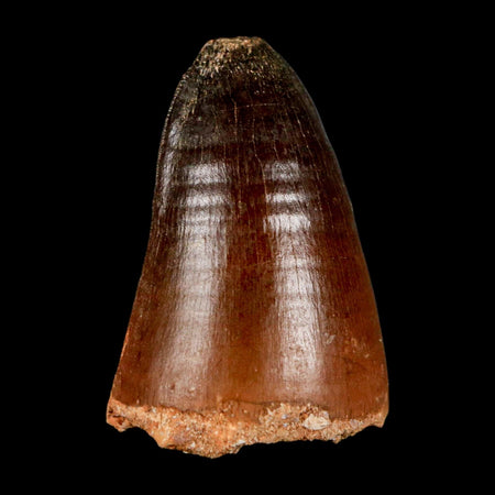 1.8" Mosasaur Curri Fossil Tooth Cretaceous Dinosaur Era COA, Stand