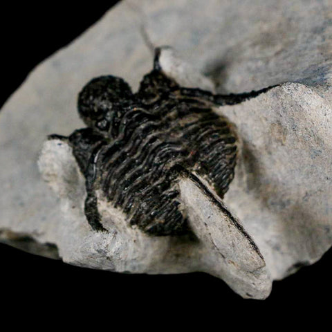 1.5" Cyphaspis Otarion Spiny Trilobite Fossil Devonian Age 400 Mil Yrs Old COA - Fossil Age Minerals