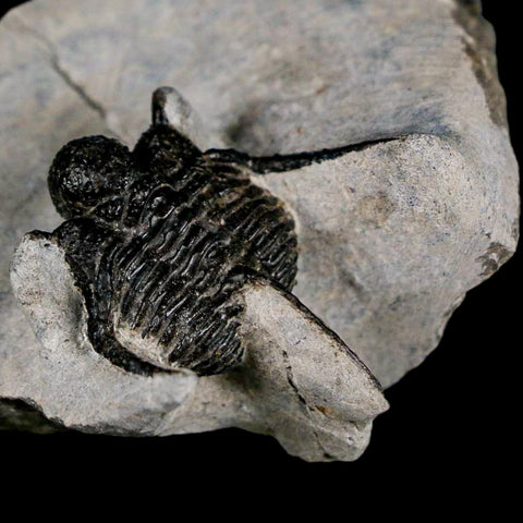 1.5" Cyphaspis Otarion Spiny Trilobite Fossil Devonian Age 400 Mil Yrs Old COA - Fossil Age Minerals