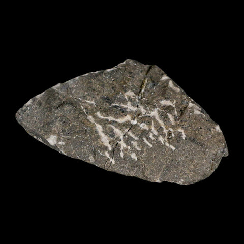 1.5" Cyphaspis Otarion Spiny Trilobite Fossil Devonian Age 400 Mil Yrs Old COA - Fossil Age Minerals