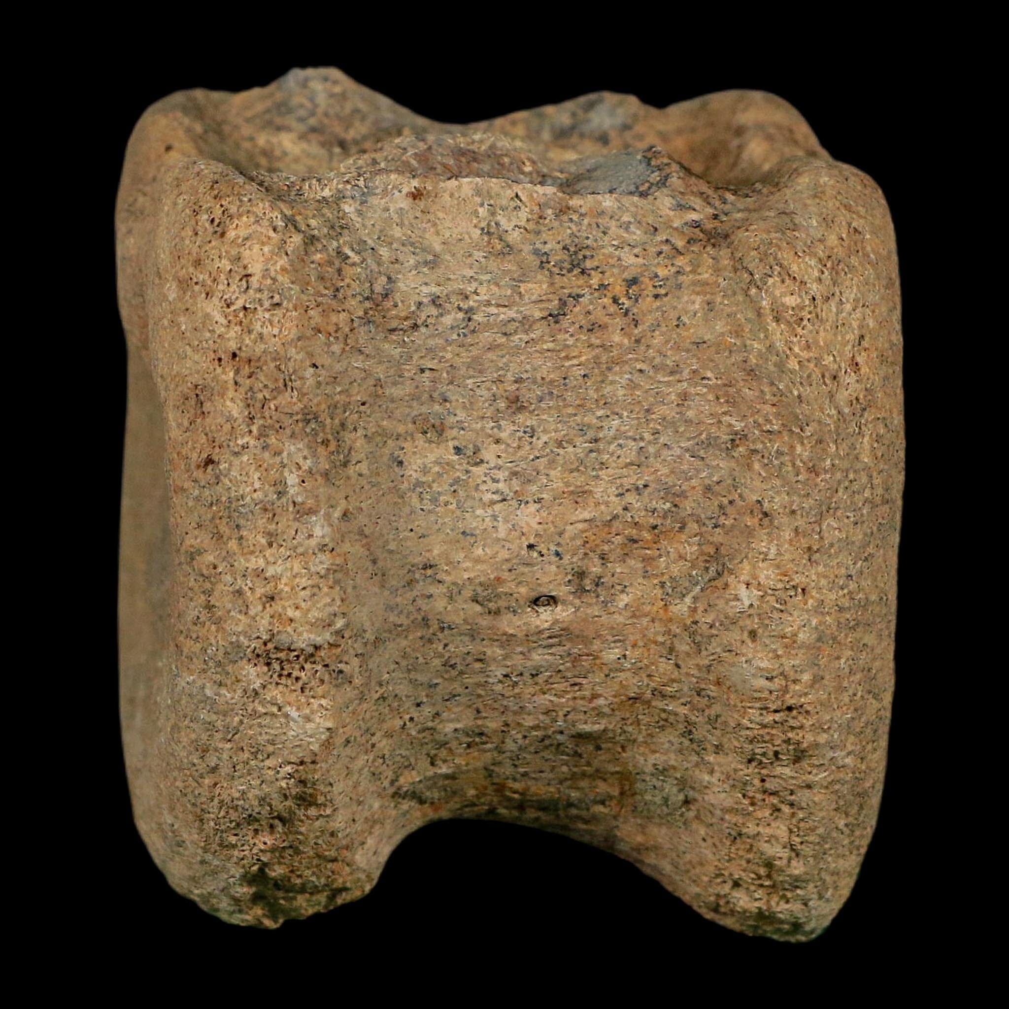 2.5" Triceratops Fossil Vertebrae Bone Lance Creek FM Cretaceous Dinosaur WY COA