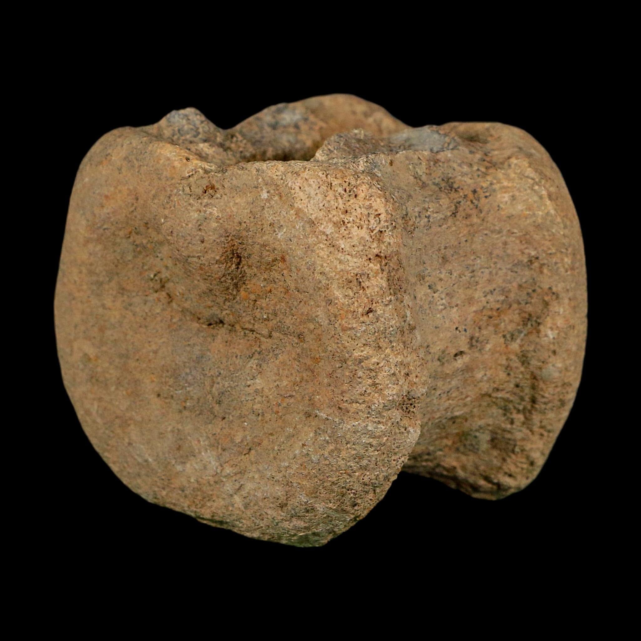 2.5" Triceratops Fossil Vertebrae Bone Lance Creek FM Cretaceous Dinosaur WY COA