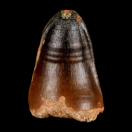 1.8" Mosasaur Curri Fossil Tooth Cretaceous Dinosaur Era COA, Stand