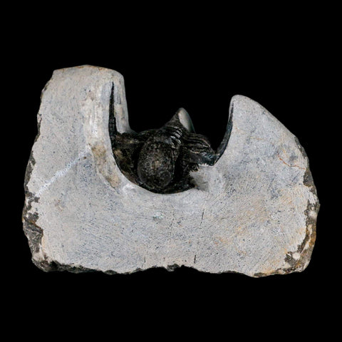 1.5" Cyphaspis Otarion Spiny Trilobite Fossil Devonian Age 400 Mil Yrs Old COA - Fossil Age Minerals