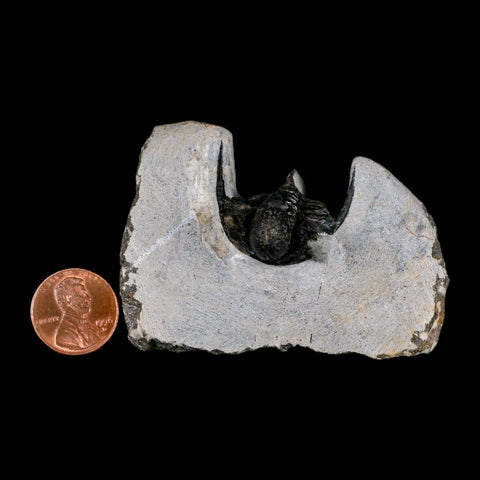 1.5" Cyphaspis Otarion Spiny Trilobite Fossil Devonian Age 400 Mil Yrs Old COA - Fossil Age Minerals